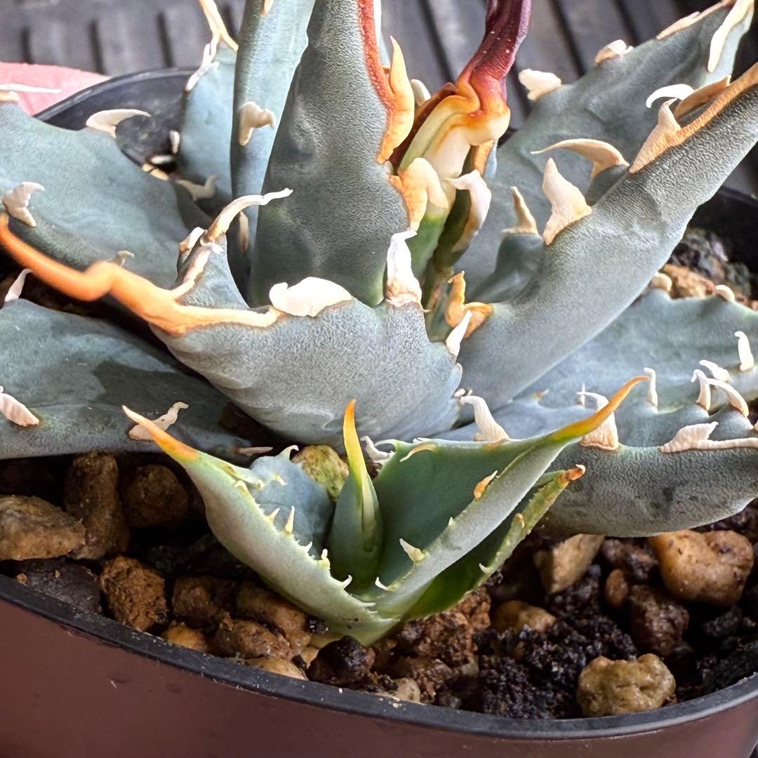 R*r様 子株販売　超陽炎　実生株　ブルー葉　アガベ　ユタエンシス　エボリスピナ