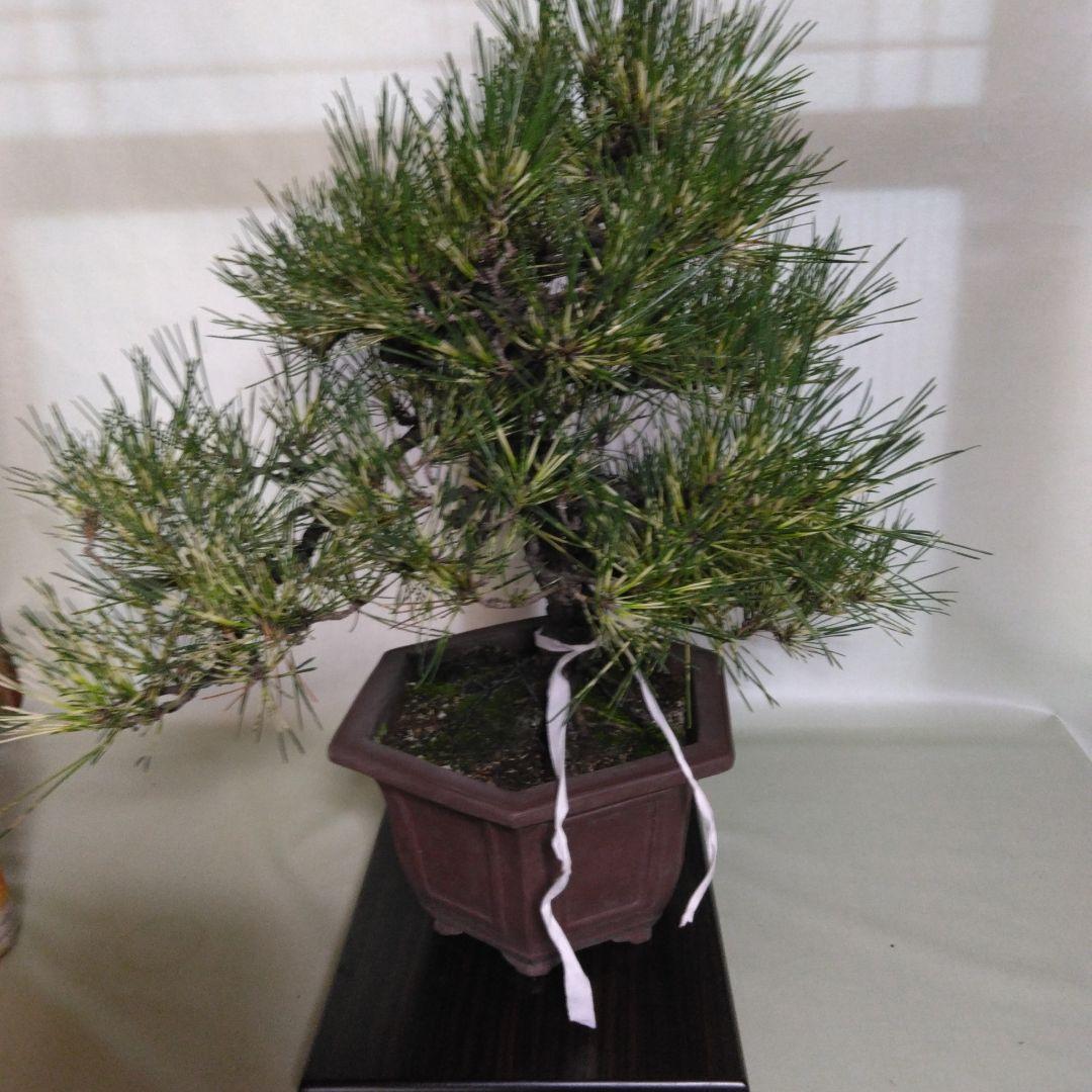ジャノ芽松盆栽 2025年8月28日 超珍品、大幅値下げ。黒松、赤松、五葉松、