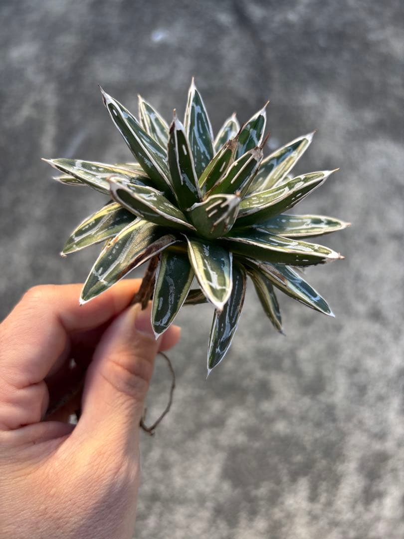 アガベ　姫笹の雪　白外斑入