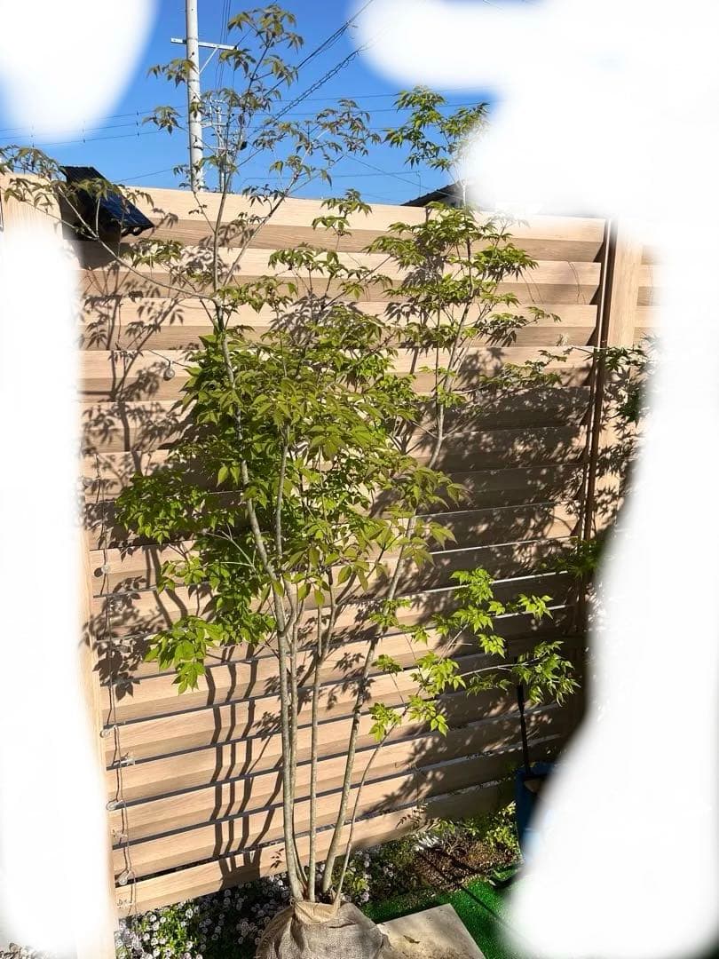アオダモ　約：220cm　と　金木犀　約：140cm　まとめ売り