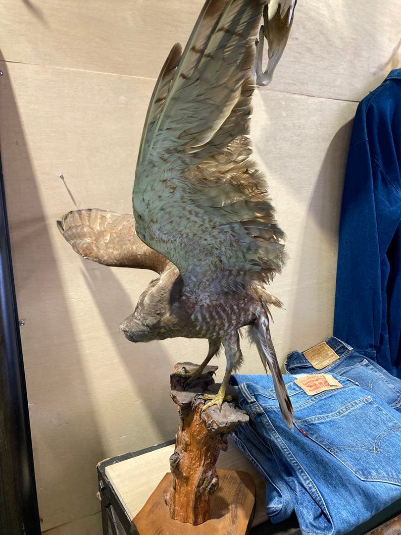 サシバの剥製
