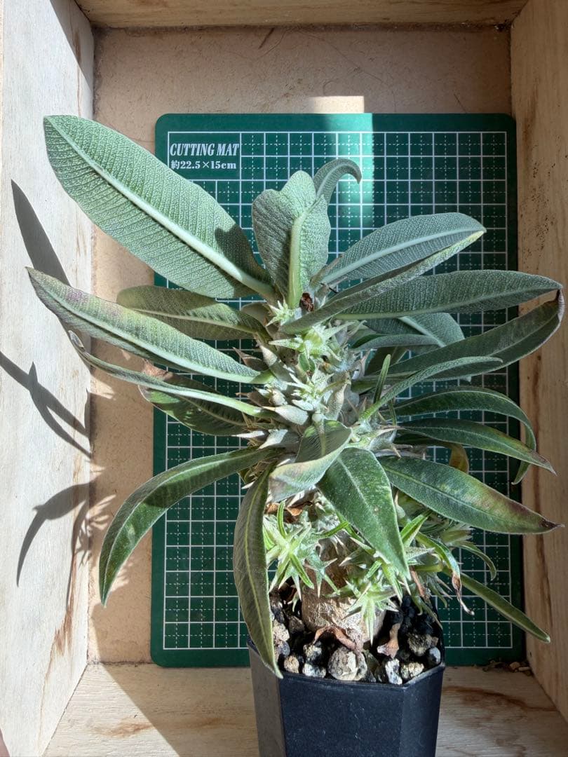 グラキリス 特殊！？ 実生