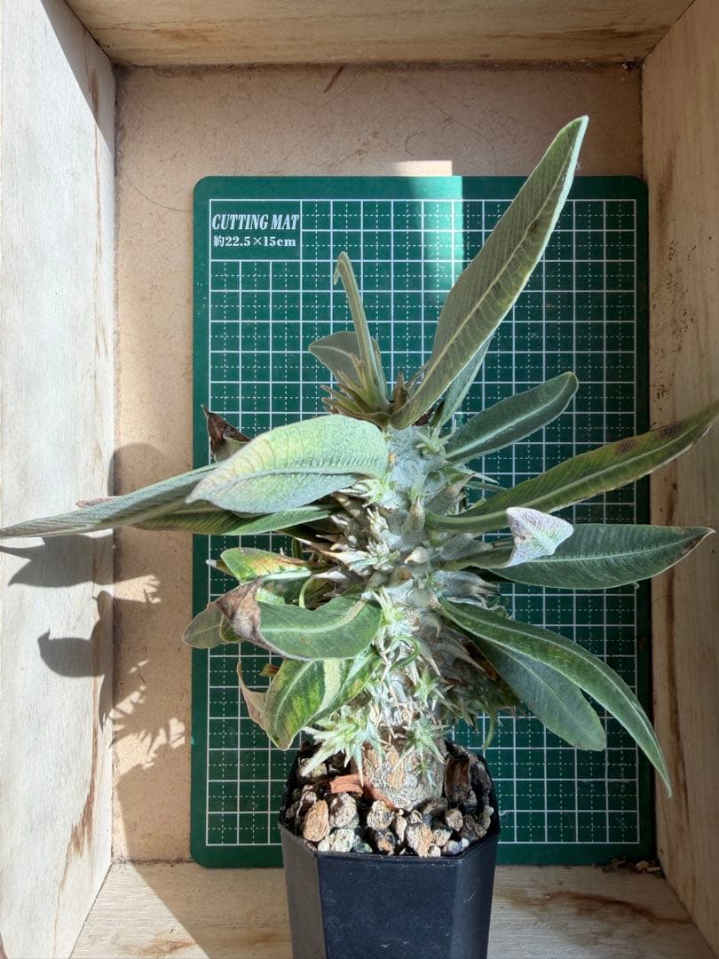 グラキリス 特殊！？ 実生