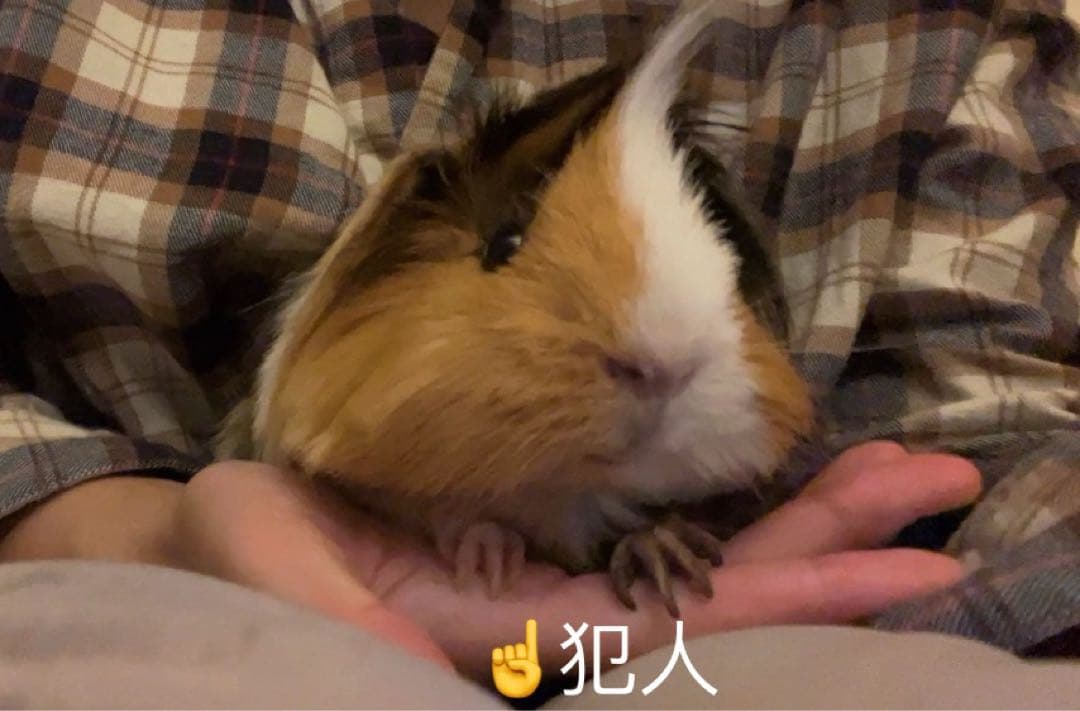 あつまれ　どうぶつの森　任天堂Switch 本体　ゲームソフト5本セット