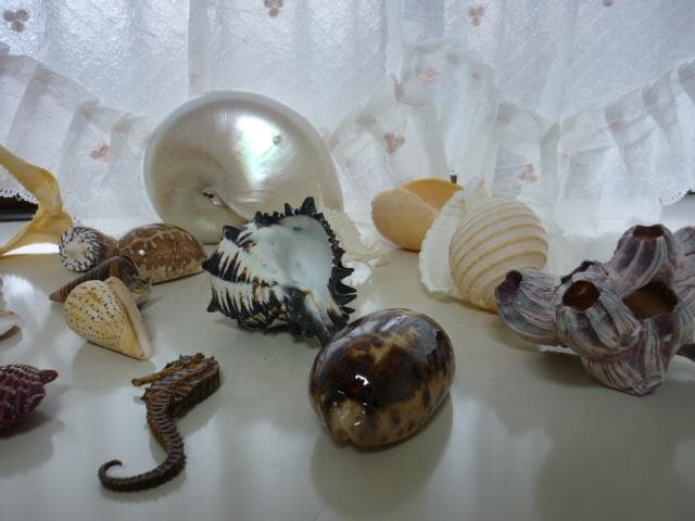 貝殻 化石 コレクション 自然インテリア まとめ売り