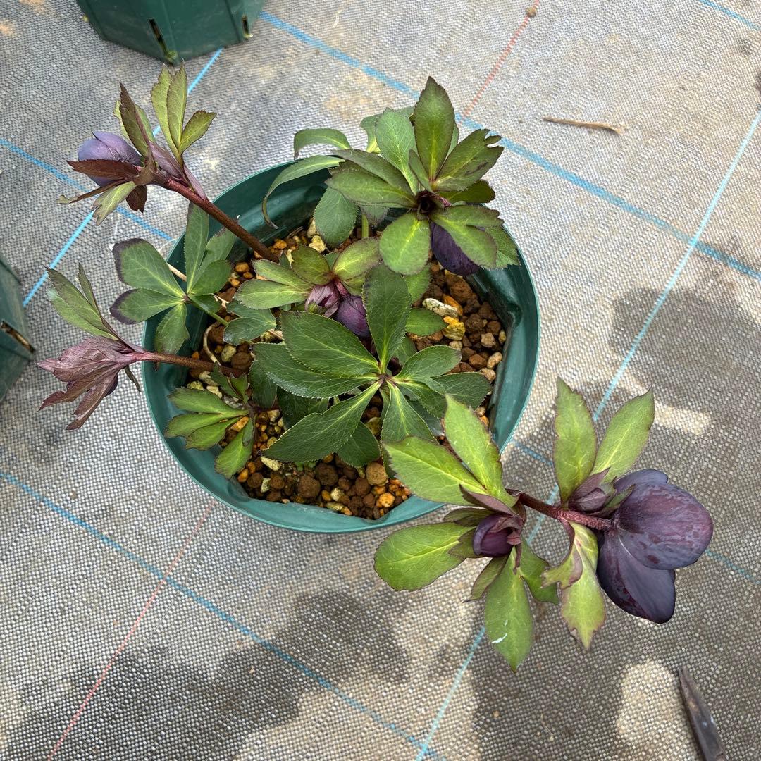 クリスマスローズ　グレープエッジ　６寸