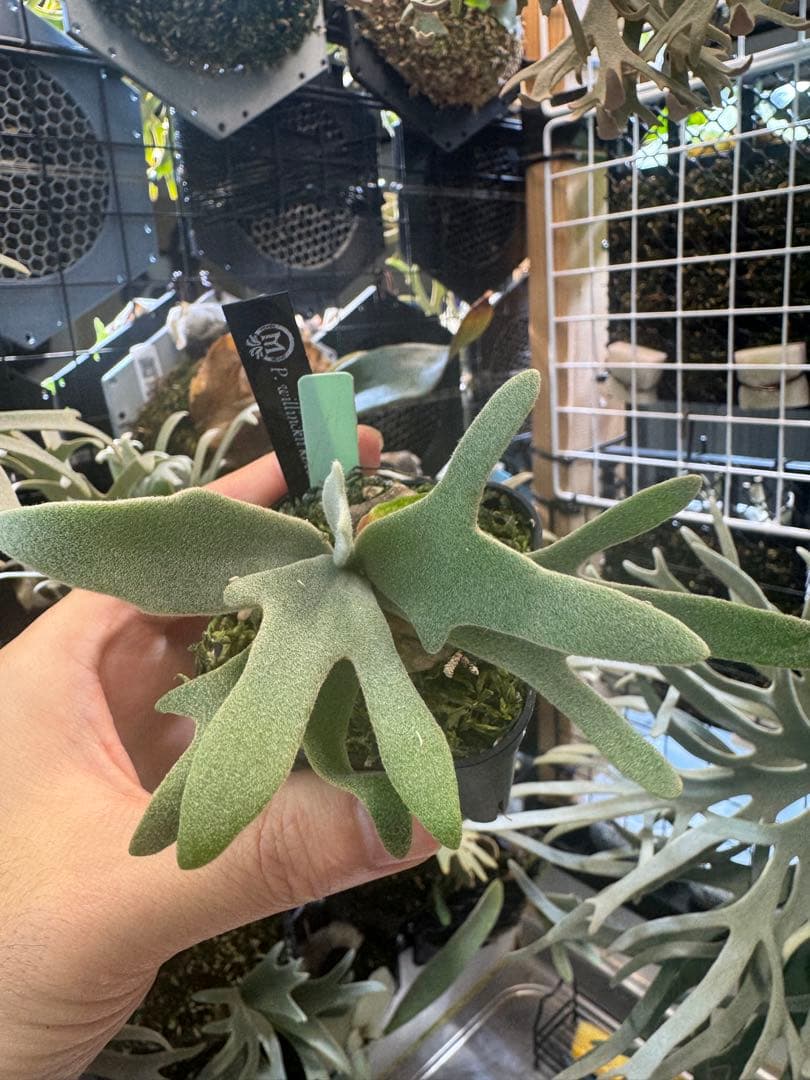 willinckii kheer miang ビカクシダ