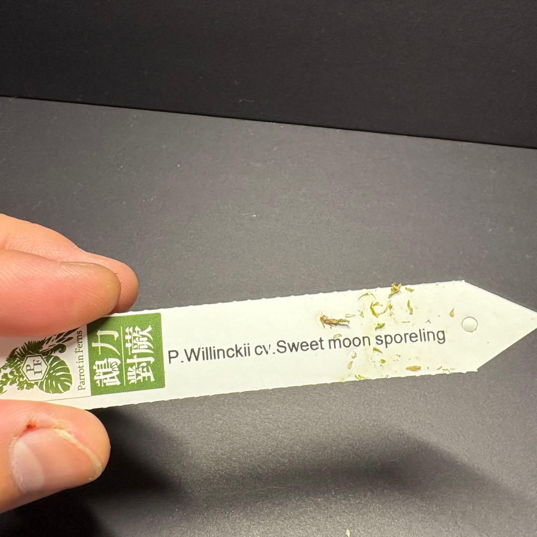 残り1株P. willinckii ‘sweet moon’ sporeling