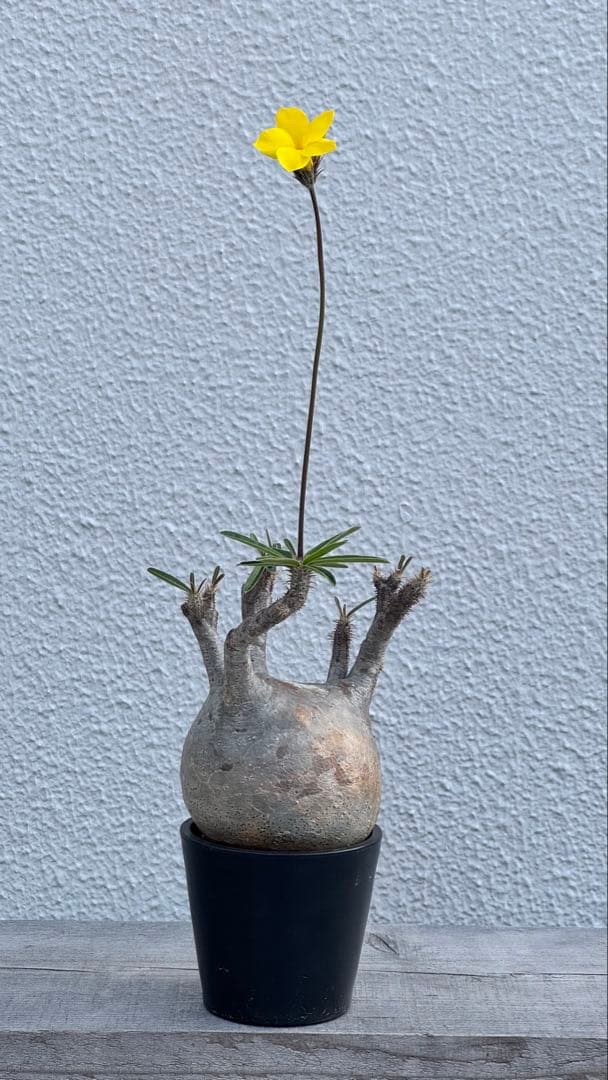 パキポディウム グラキリス　まんまるボディ　発根済み