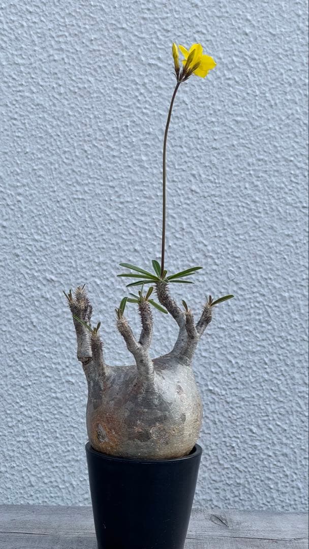 パキポディウム グラキリス　まんまるボディ　発根済み