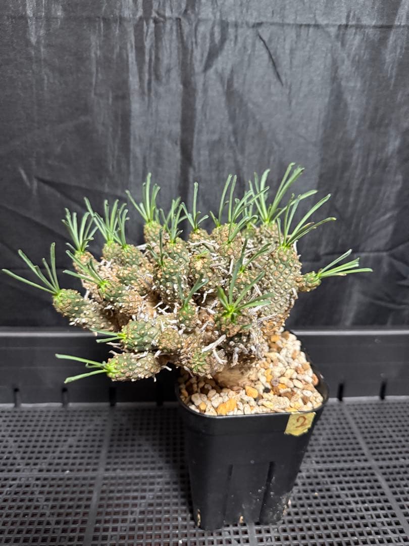 ②ユーフォルビア　ルディス