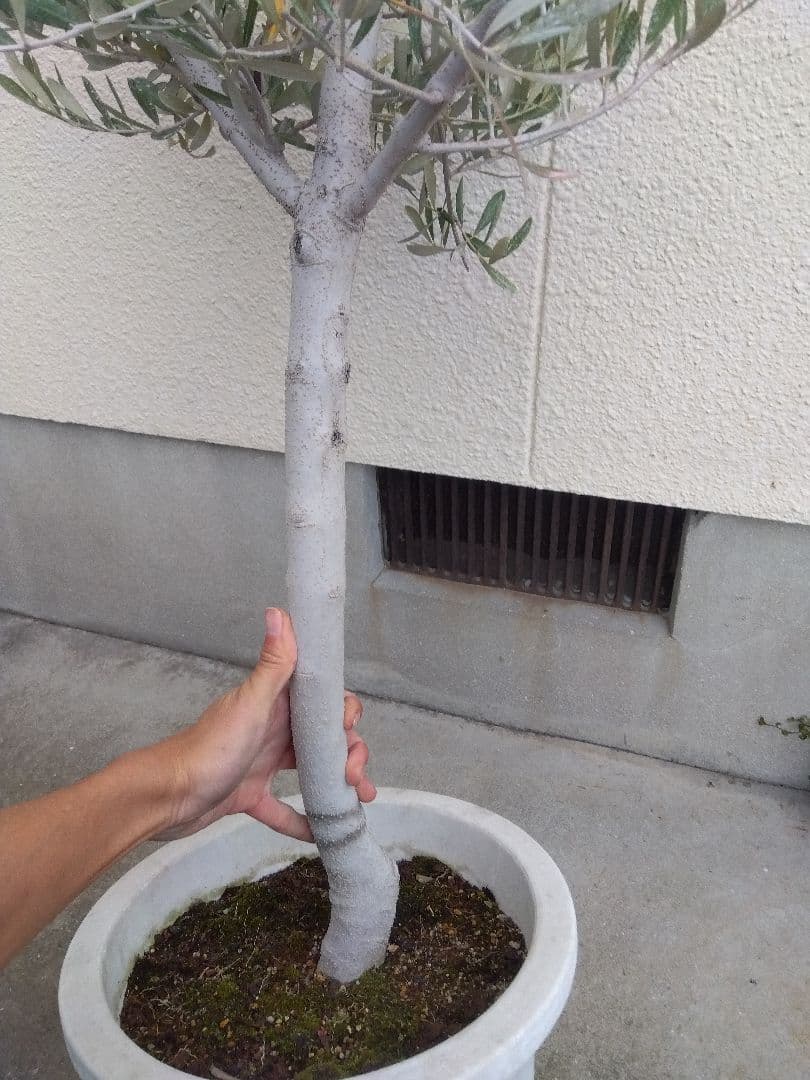 オリーブ　古木　10号鉢つき　白肌❗大株❗　①