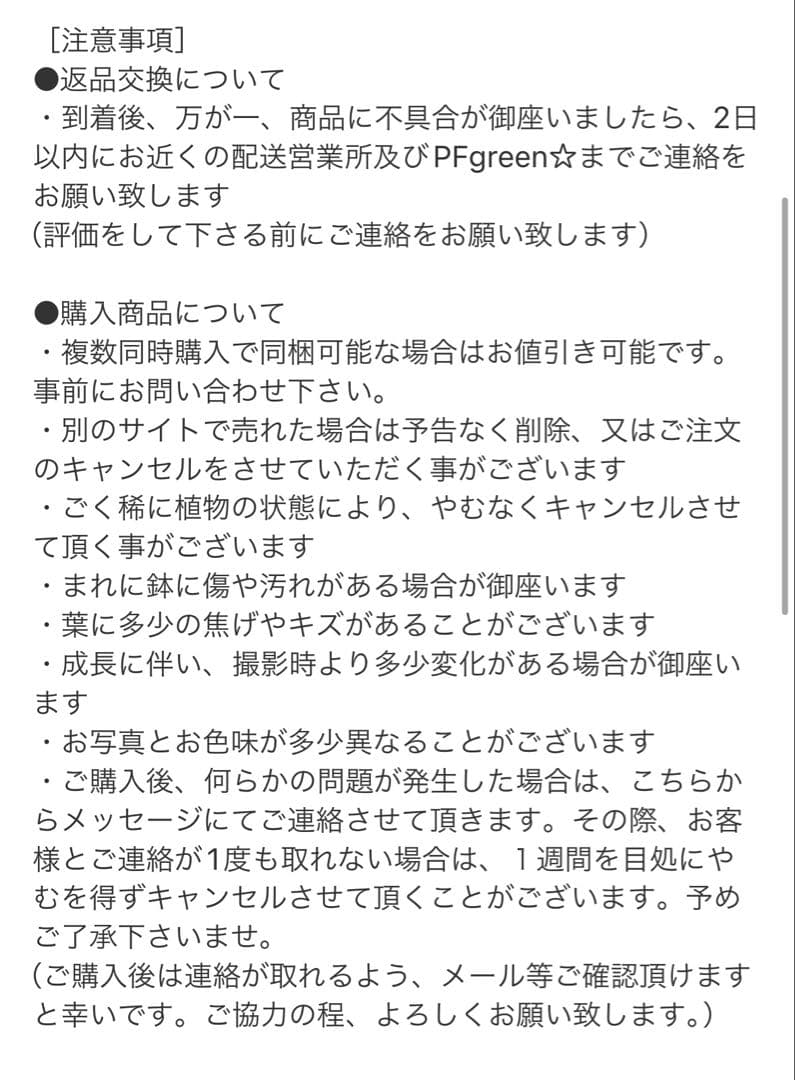 ［現品］28番　フィカス　ウンベラータ　8号　観葉植物　室内　大型　ゴムの木