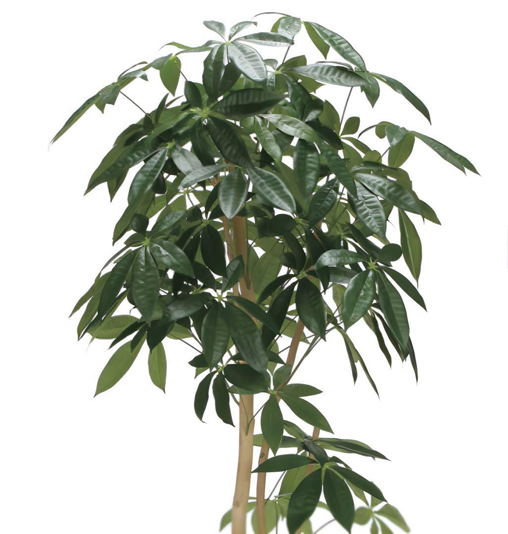 光触媒　人工観葉植物　フェイクグリーン　ウッドボックスパキラ1.6m