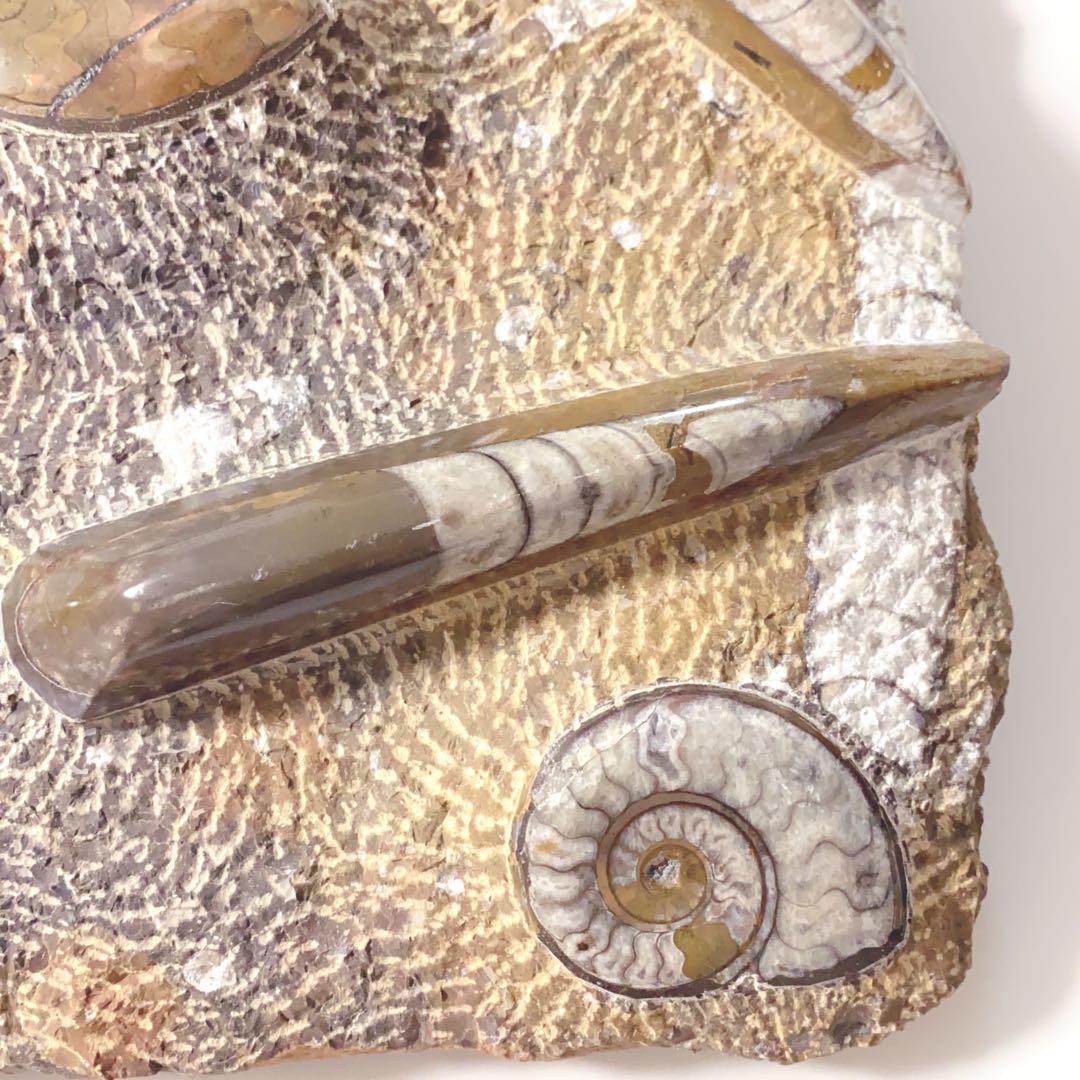 【希少‼︎】モロッコ産　アンモナイト　オルソセラス　3億7千年前　化石