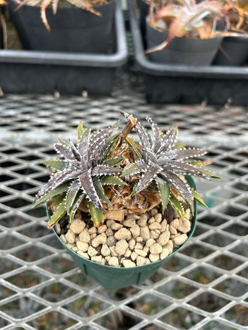 小型 DBディッキア Dyckia Bill Baker hybrid #214
