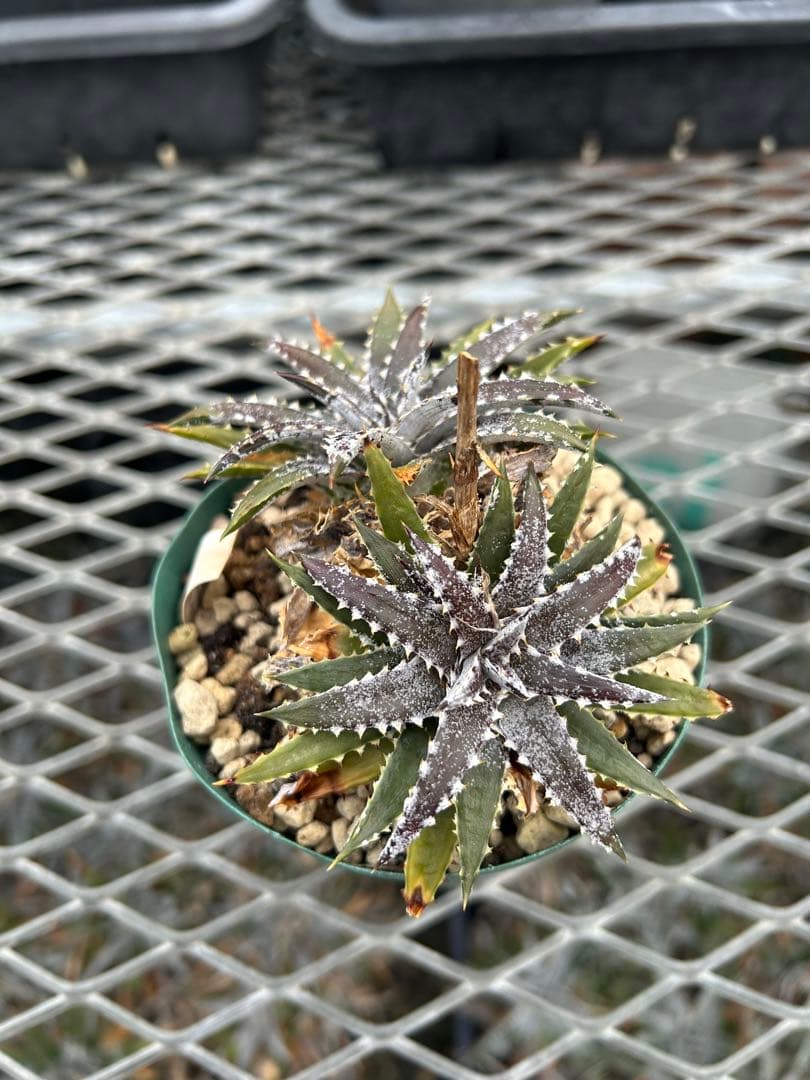小型 DBディッキア Dyckia Bill Baker hybrid #214