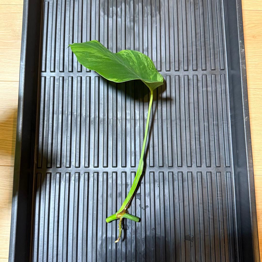 モンステラ・ポトス Monstera Borsigiana Cebublue mint 02