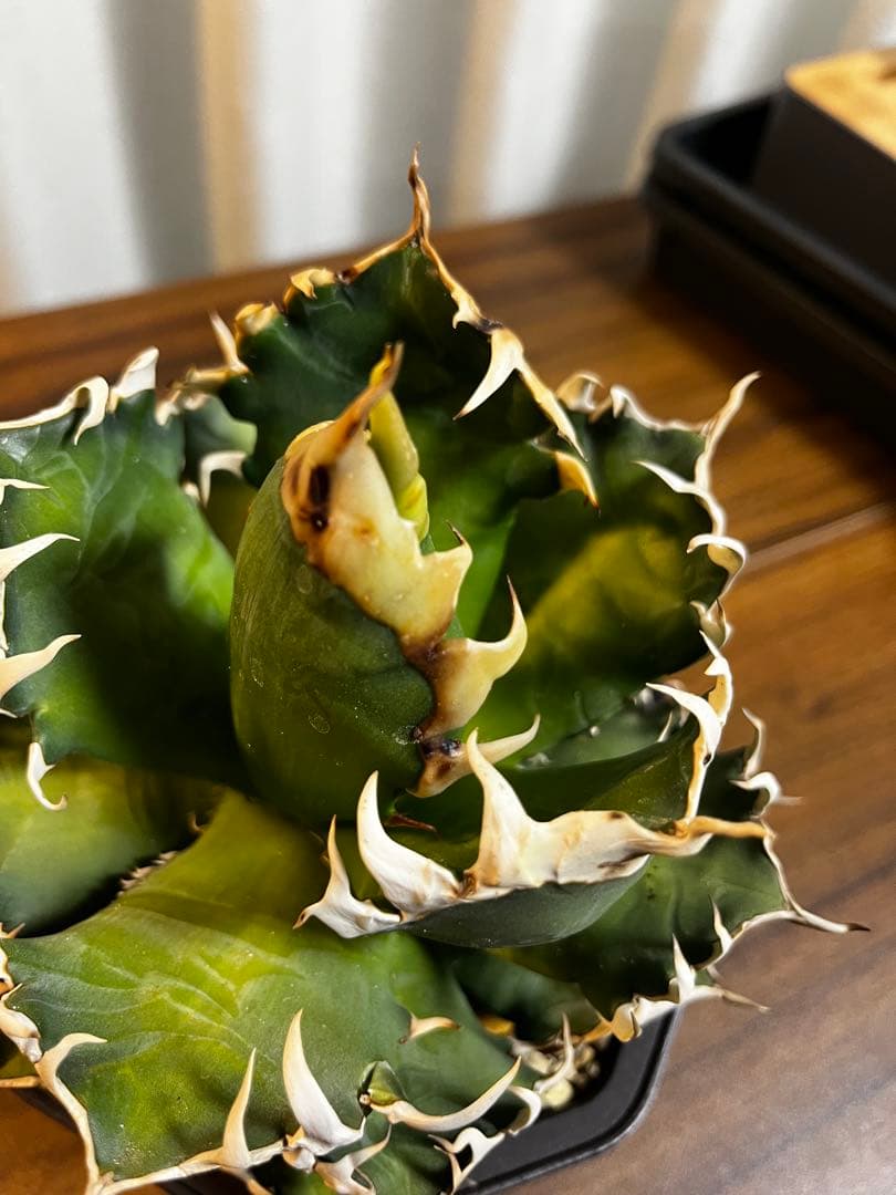 アガベ チタノタ レッドキャットウィーズル ゴリ猫