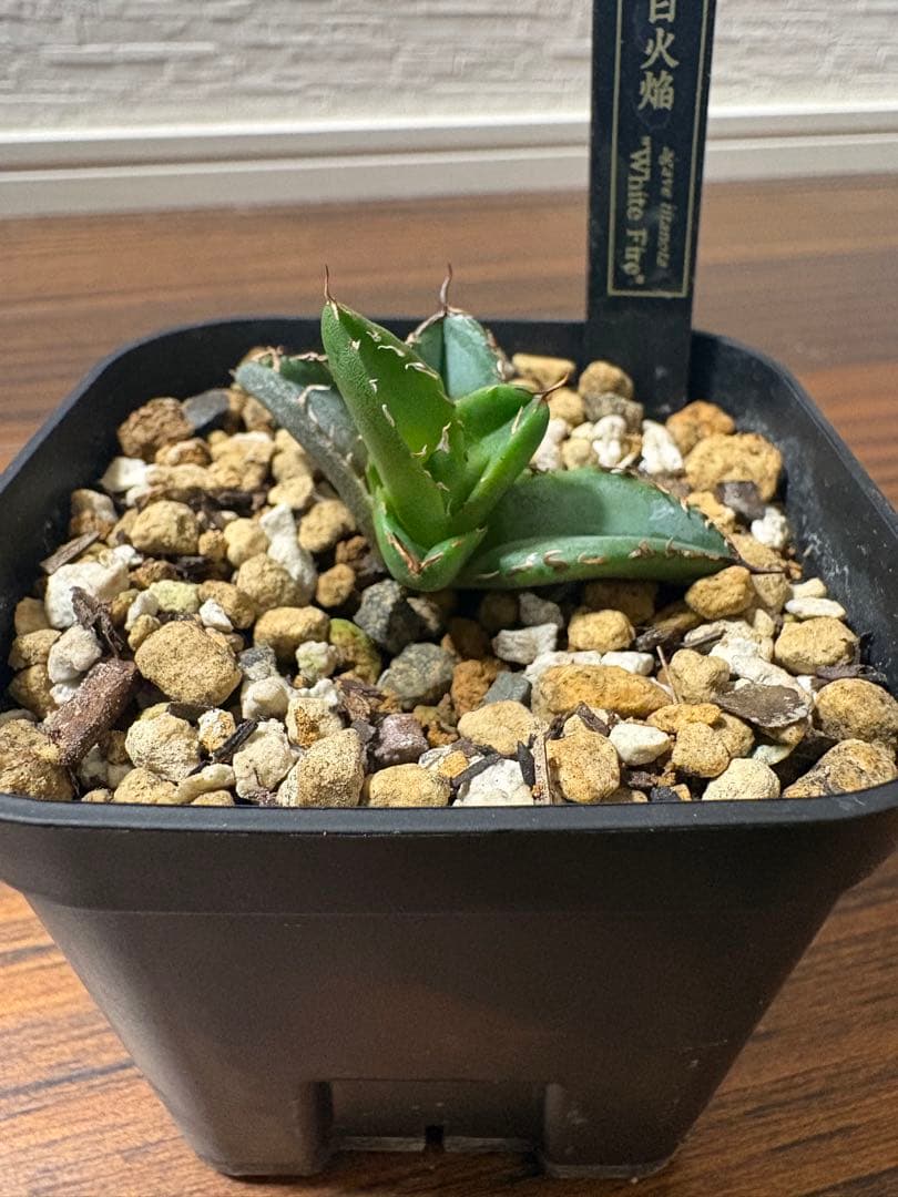 値下げしました　　アガベチタノタまとめ売り BB 白火焔 クイーン 姫厳竜