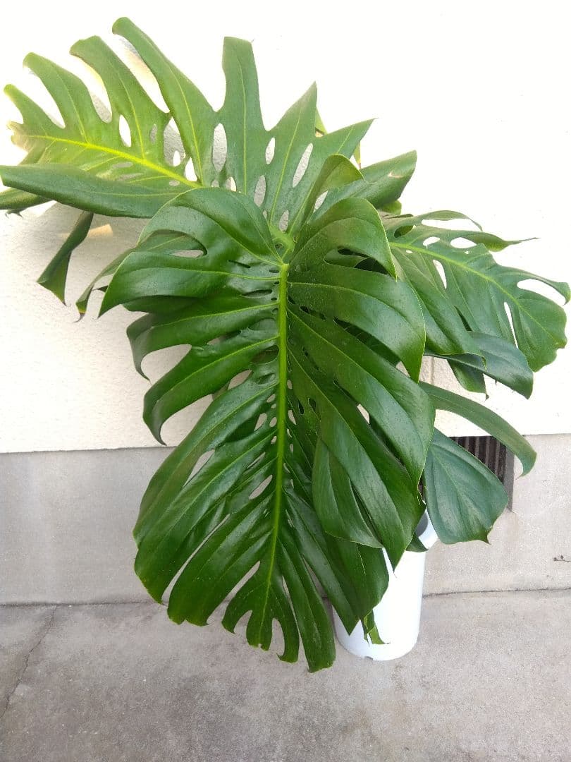 モンステラ　デリシオーサ　8号鉢つき　深穴開き❗2株植え❗大型葉❗　②