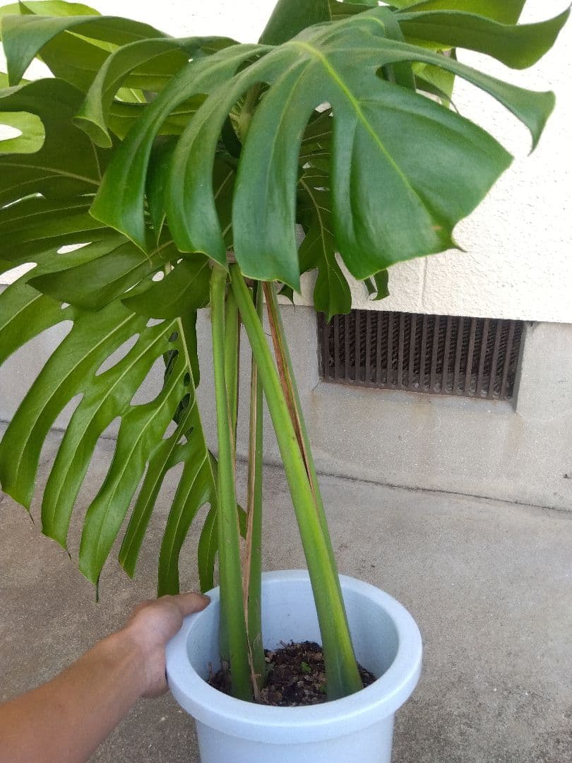 モンステラ　デリシオーサ　8号鉢つき　深穴開き❗2株植え❗大型葉❗　②