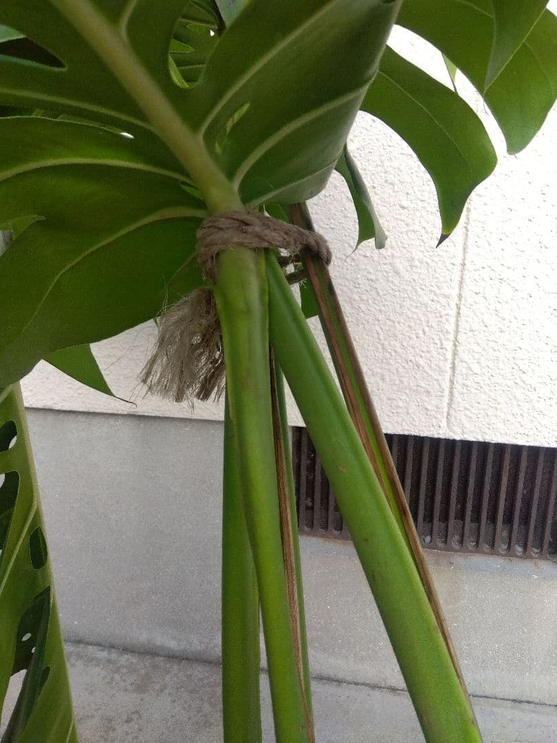 モンステラ　デリシオーサ　8号鉢つき　深穴開き❗2株植え❗大型葉❗　②