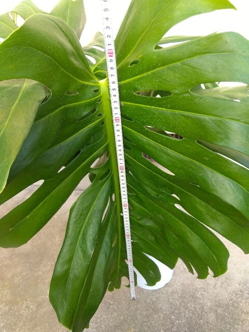 モンステラ　デリシオーサ　8号鉢つき　深穴開き❗2株植え❗大型葉❗　②