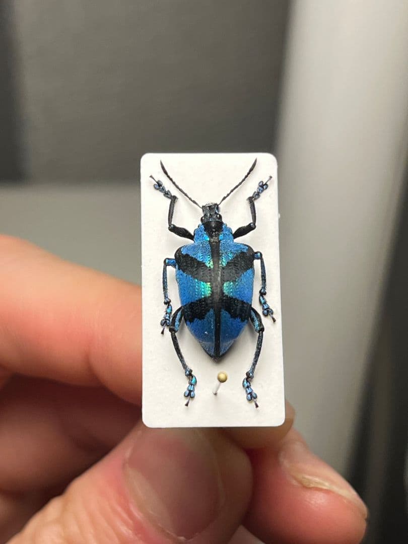 【16mm】メタリックブルーゾウムシ ペルー産 昆虫標本タマムシホウセキゾウムシ