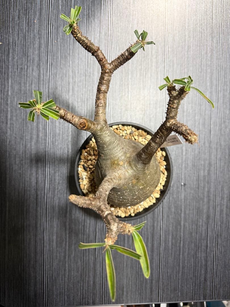 パキポディウム　グラキリス　現地球　発根済み　現21