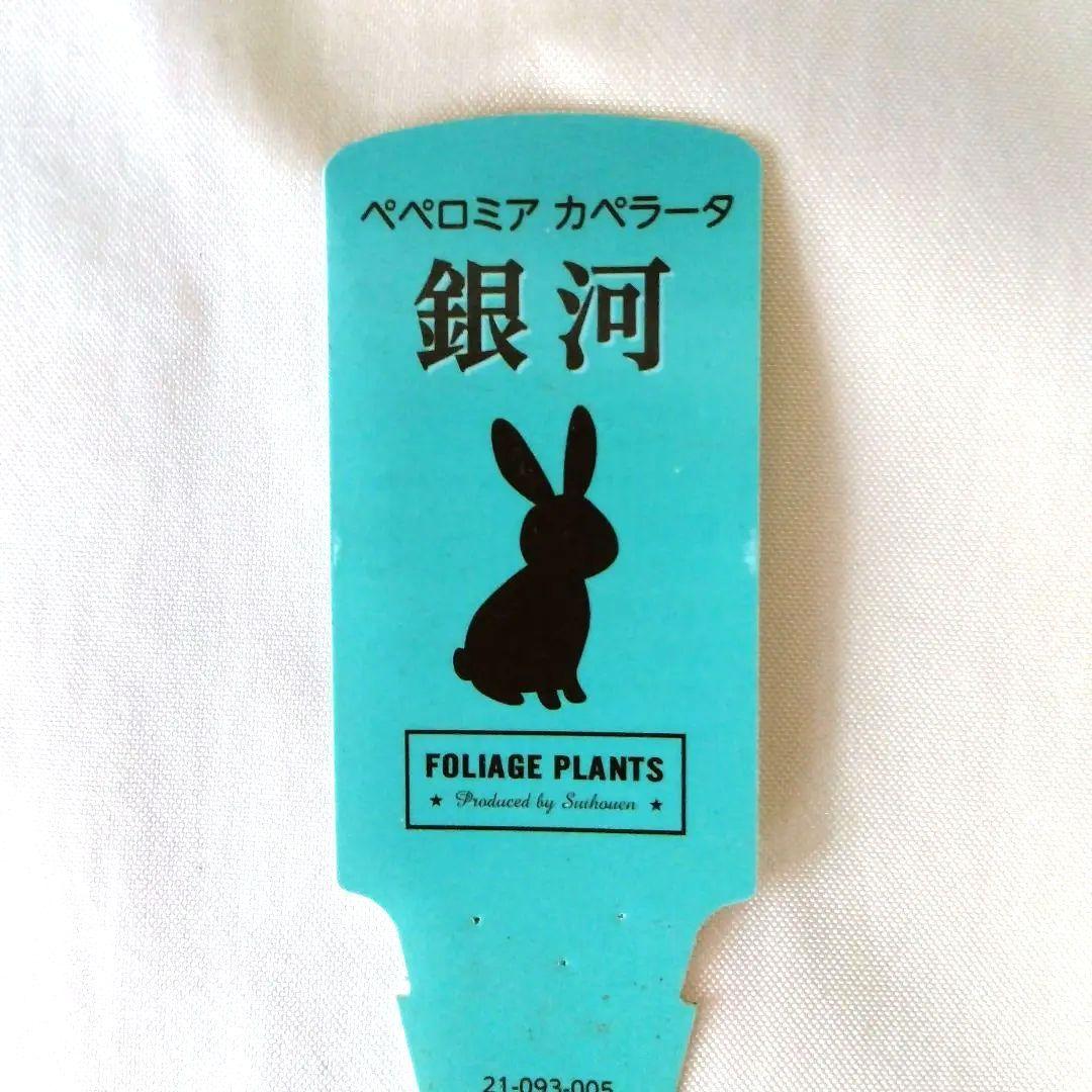 ペペロミア　カペラータ　銀河 ★宅急便コンパクト発送