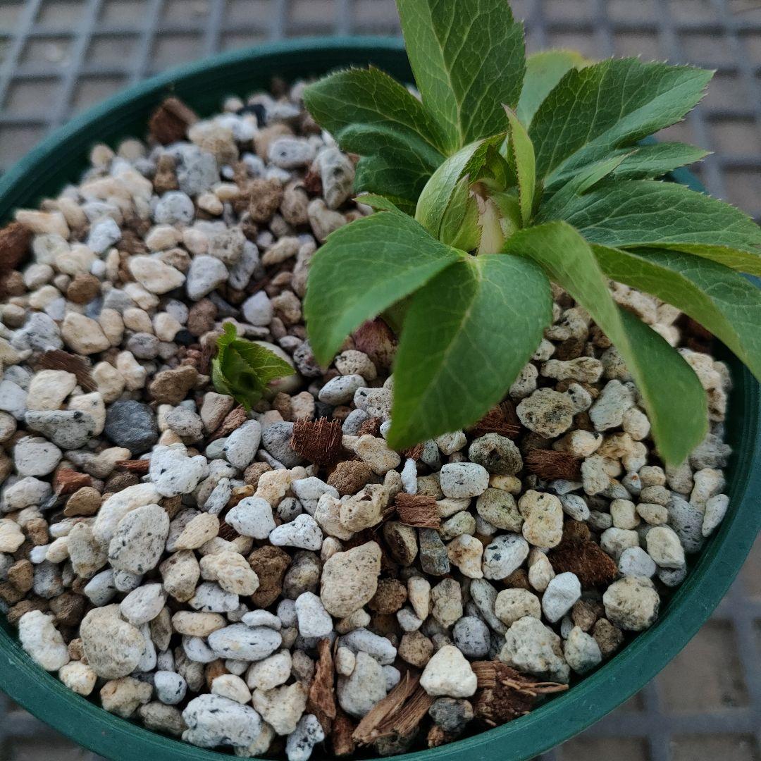 クリスマスローズ　苗