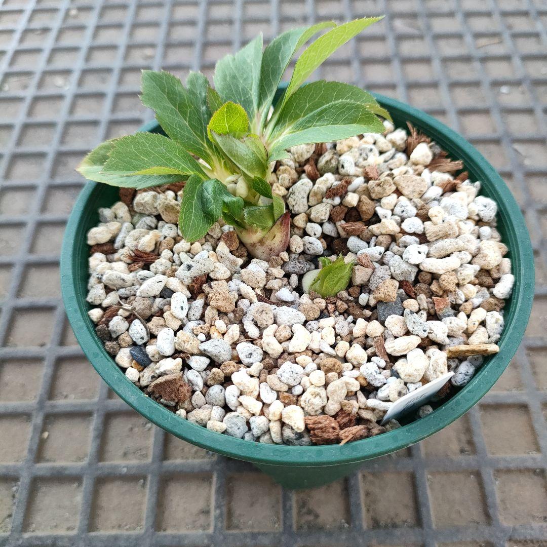 クリスマスローズ　苗