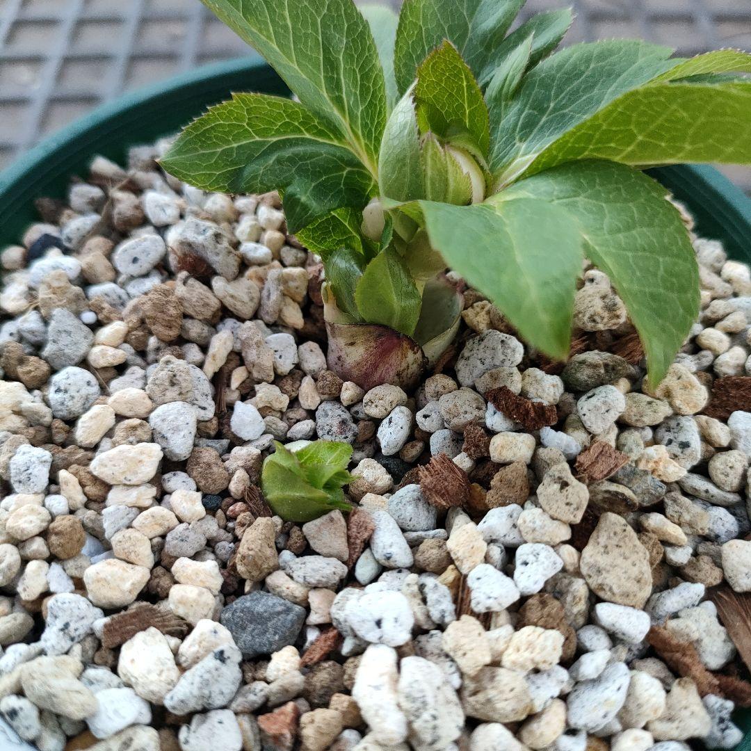 クリスマスローズ　苗