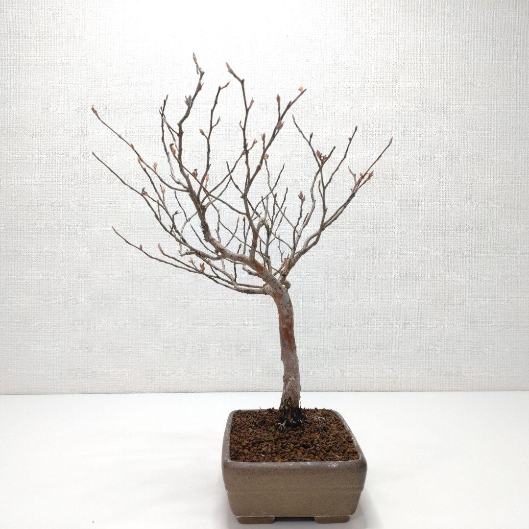 寒樹姫沙羅（ヒメシャラ）盆栽 SS030