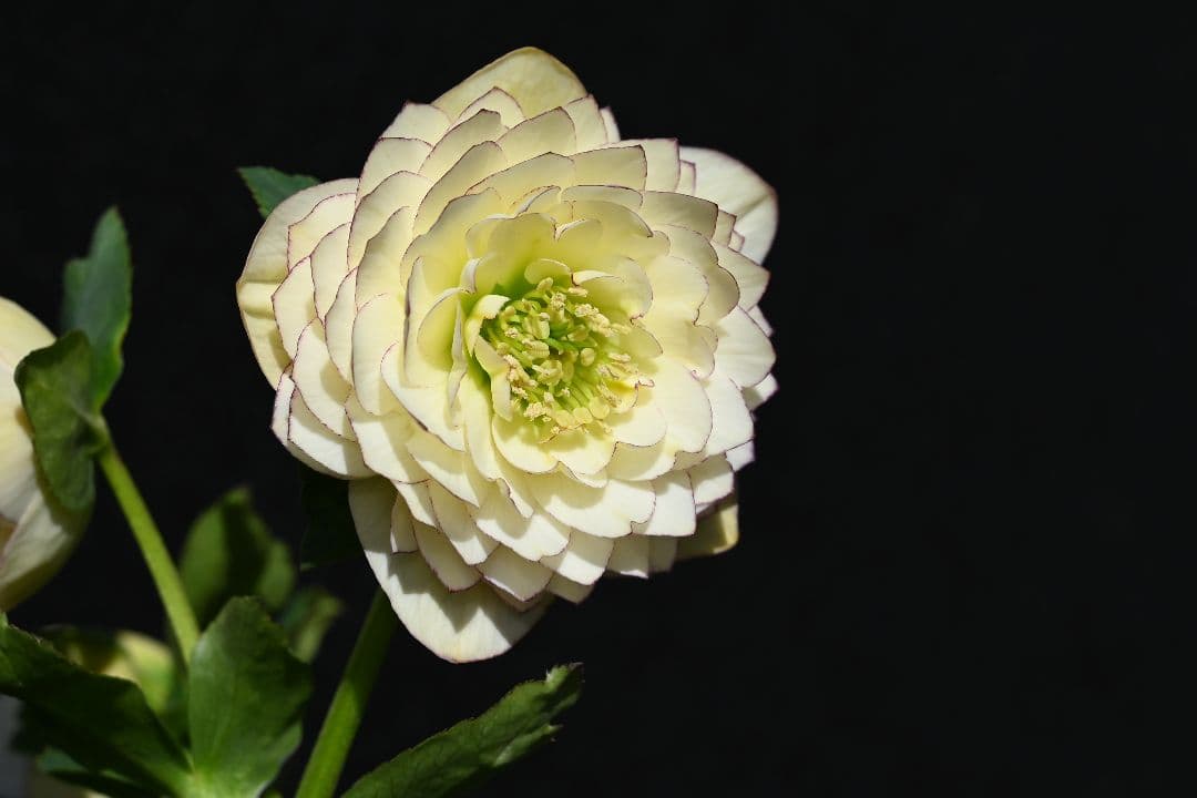 クリスマスローズ　認定！ホワイトアフロディーテ　「メビウス交配！加藤農園