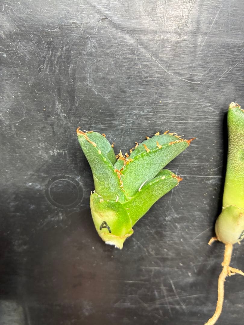 だだ　皇冠　クラウンOC子株　5個セット　検）植物　塊根　サボテン