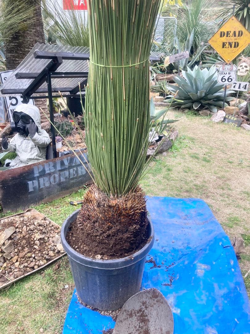 極耐寒性ダシリリオン　ロンギシマム大株◇ドライガーデン南国アガベ ユッカ　ヤシ