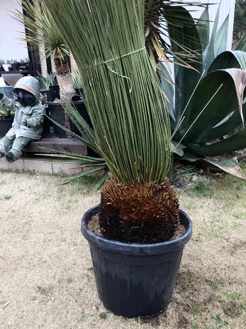 極耐寒性ダシリリオン　ロンギシマム大株◇ドライガーデン南国アガベ ユッカ　ヤシ