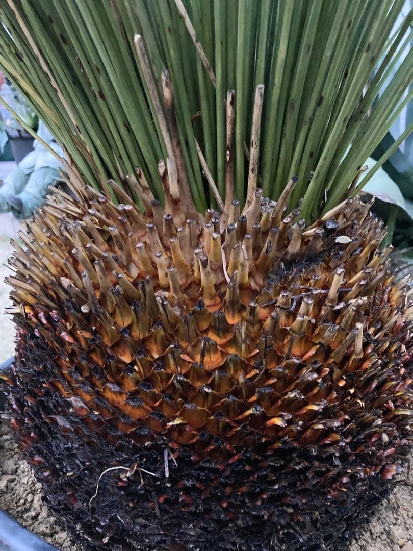 極耐寒性ダシリリオン　ロンギシマム大株◇ドライガーデン南国アガベ ユッカ　ヤシ