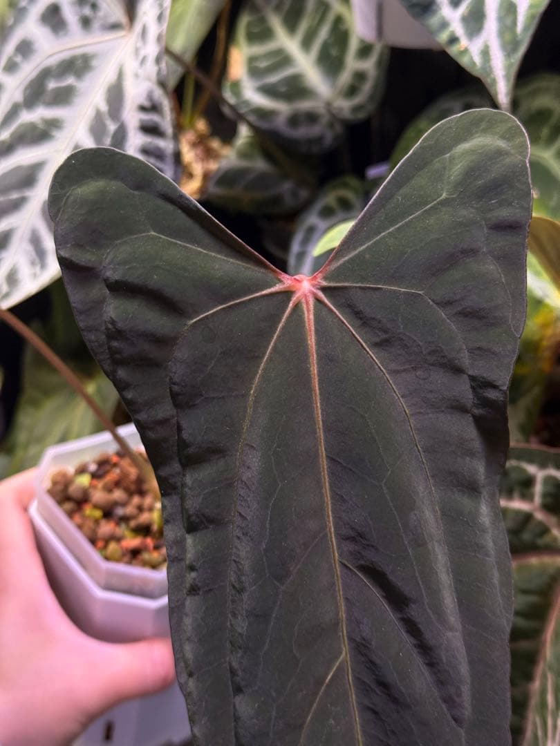 ジ*人様 Anthurium RL（JV）x “Subsignatum x FS