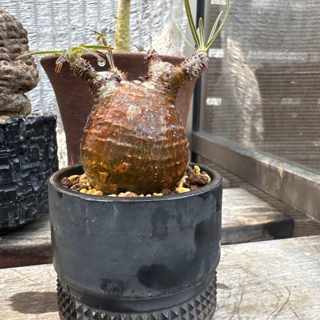 オペルクリカリア グラキリス　spicy gem パキプス　コピアポア 赤肌