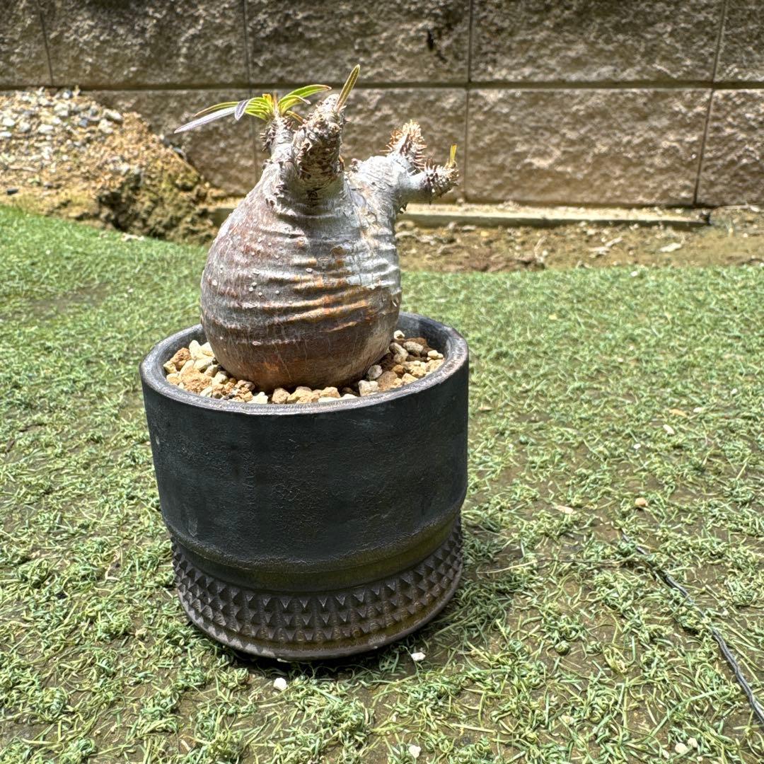 オペルクリカリア グラキリス　spicy gem パキプス　コピアポア 赤肌