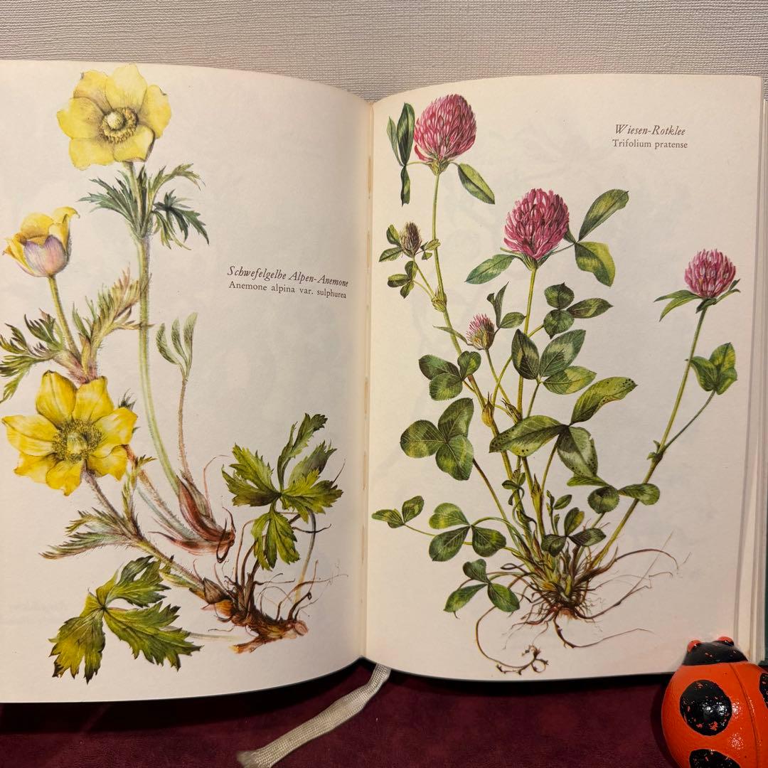 28③1966年ドイツElsa Flesko植物図鑑　植物画　ジャンクジャーナル