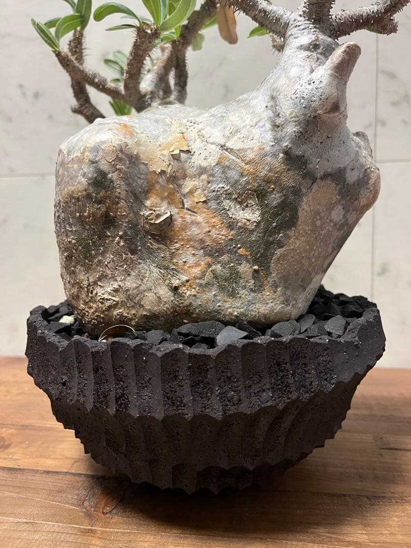 パキポディウム グラキリス 大株