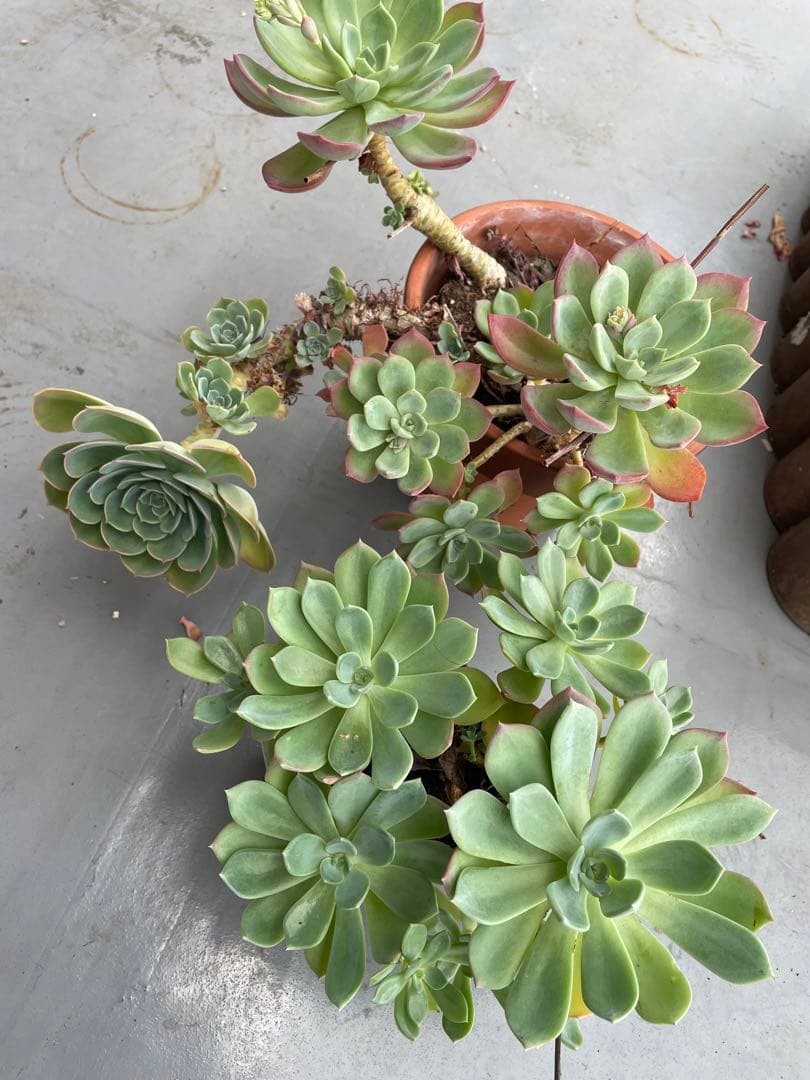 七福神②
約7cm 観葉植物