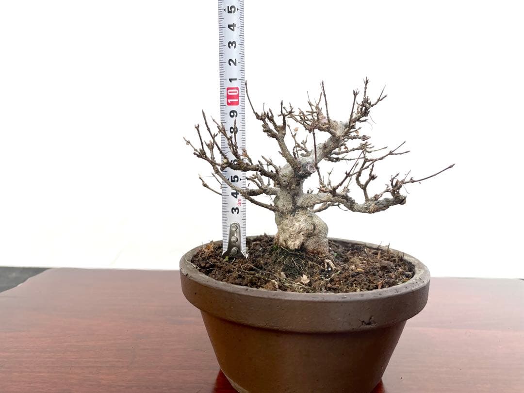 三河盆栽　カエデ　楓　小品素材　小品盆栽　変わり木