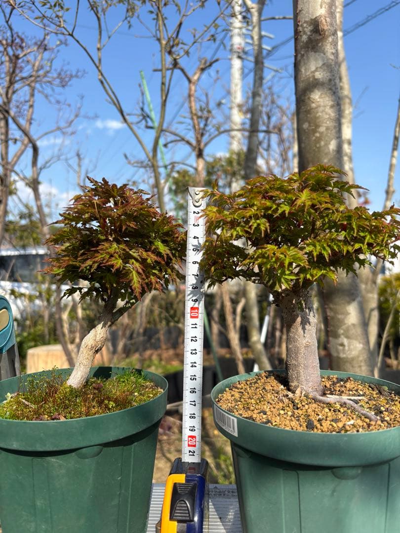 獅子頭もみじ 雄獅子もみじ セット販売 もみじ盆栽　紅葉 小品盆栽