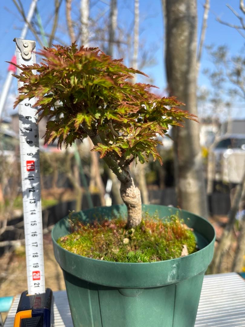 獅子頭もみじ 雄獅子もみじ セット販売 もみじ盆栽　紅葉 小品盆栽