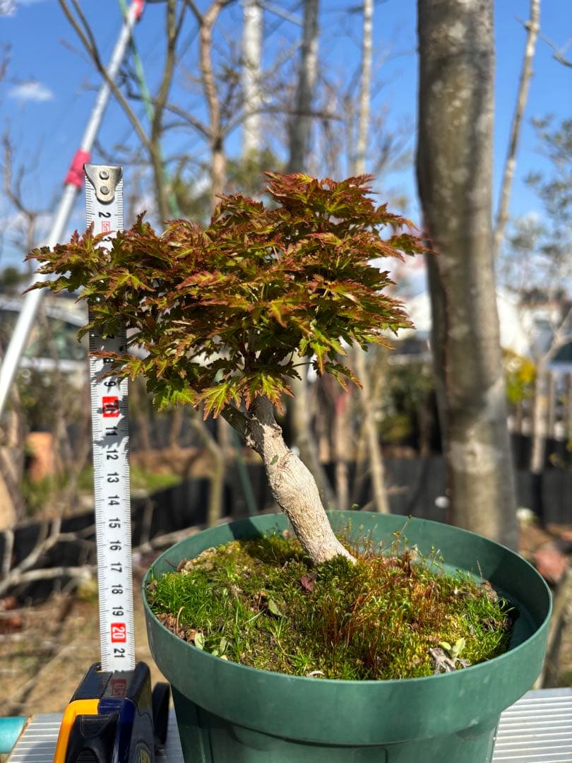 獅子頭もみじ 雄獅子もみじ セット販売 もみじ盆栽　紅葉 小品盆栽